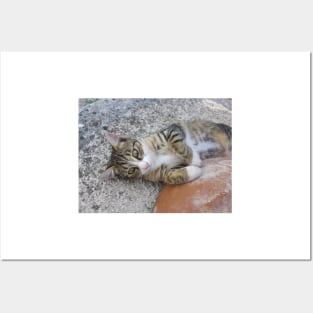 Cute Eddie Kitten Portrait Posters and Art